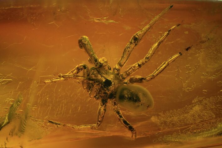 Detailed Fossil Spider (Aranea) In Baltic Amber #81729